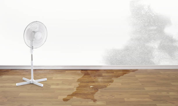 Best Professional water damage repair  in Kingstown, MD